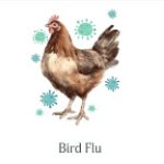 bird-flu